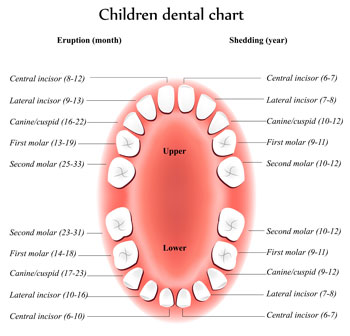 Tooth Eruption Chart - Pediatric Dentistry and Orthodontics in Burbank, CA